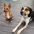 Mika and Lola