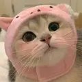 LolyPoop