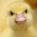 Zeekdageek0_0
