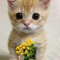 btflsoull