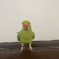 Zaytoon the talking Parrot