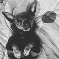 BLU_the_sad_dog
