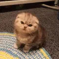 นอออชอออ