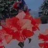 widdya_15