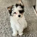 Milly the Yorkie  Friends