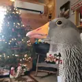 Broody Brutus