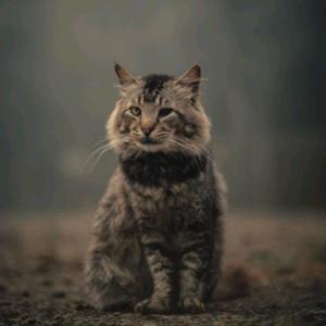 Ozzstoryy (WH) 
