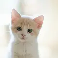 なべにゃん👧🐱