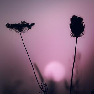 Rain [LDR]