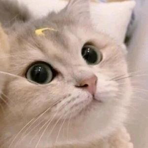 루피쵸콩
