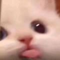 𝙢𝙚𝙢𝙚𝙮𝙮