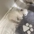 Catmaster00
