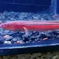 Alfi Aquatic