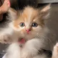 Bintangkicik