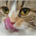 夢來みるく