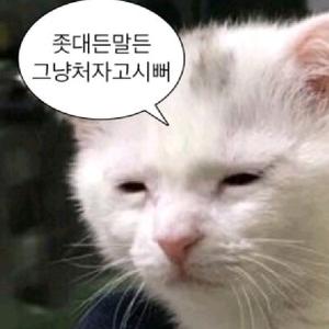 시루🍙D+100🔥