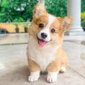 Corgi Đại Nhân