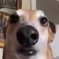 melacioli