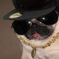 my gangsta pet dog