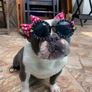 Gamora Bulldog 