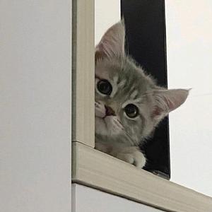 Yii       