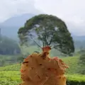 zweeet [FN]