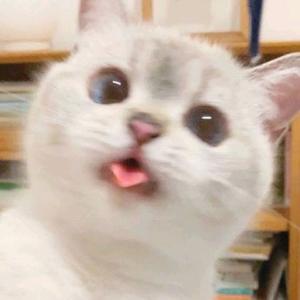 woonwaiʕ·ᴥ·ʔ