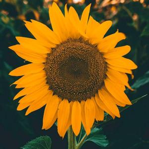 Sunflower#PS