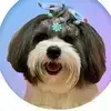 Piper Dog