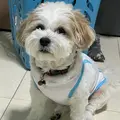 sharapao007