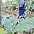 AMINA446