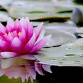 Iin. id(NL) 