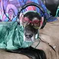 Sammy Obrigewitch