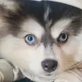 SpikeythePomsky