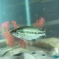 Billy the bass
