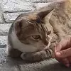 sikatgigi