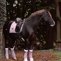 horse edits 20