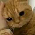 F  A I
