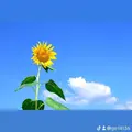 user7455791782509