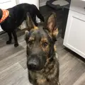 Batson koa and mochi