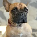 Pwrhousebulldogs