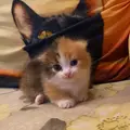 Maki_cattery