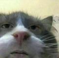 Paaa
