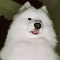 Storm the Samoyed