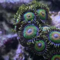 Moore_Reefing