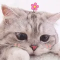 nyee
